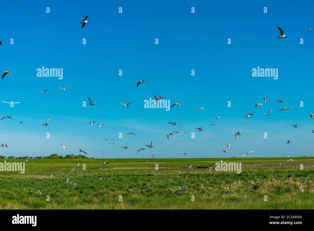 Le sterne sandwich (Sterna sandvicensis) nidificano nei prati salini dell'isola del Mare del Nord di Neuwerk, Federal Sate Hamburg, Germania, Patrimonio dell'Umanità dell'UNESCO Foto Stock