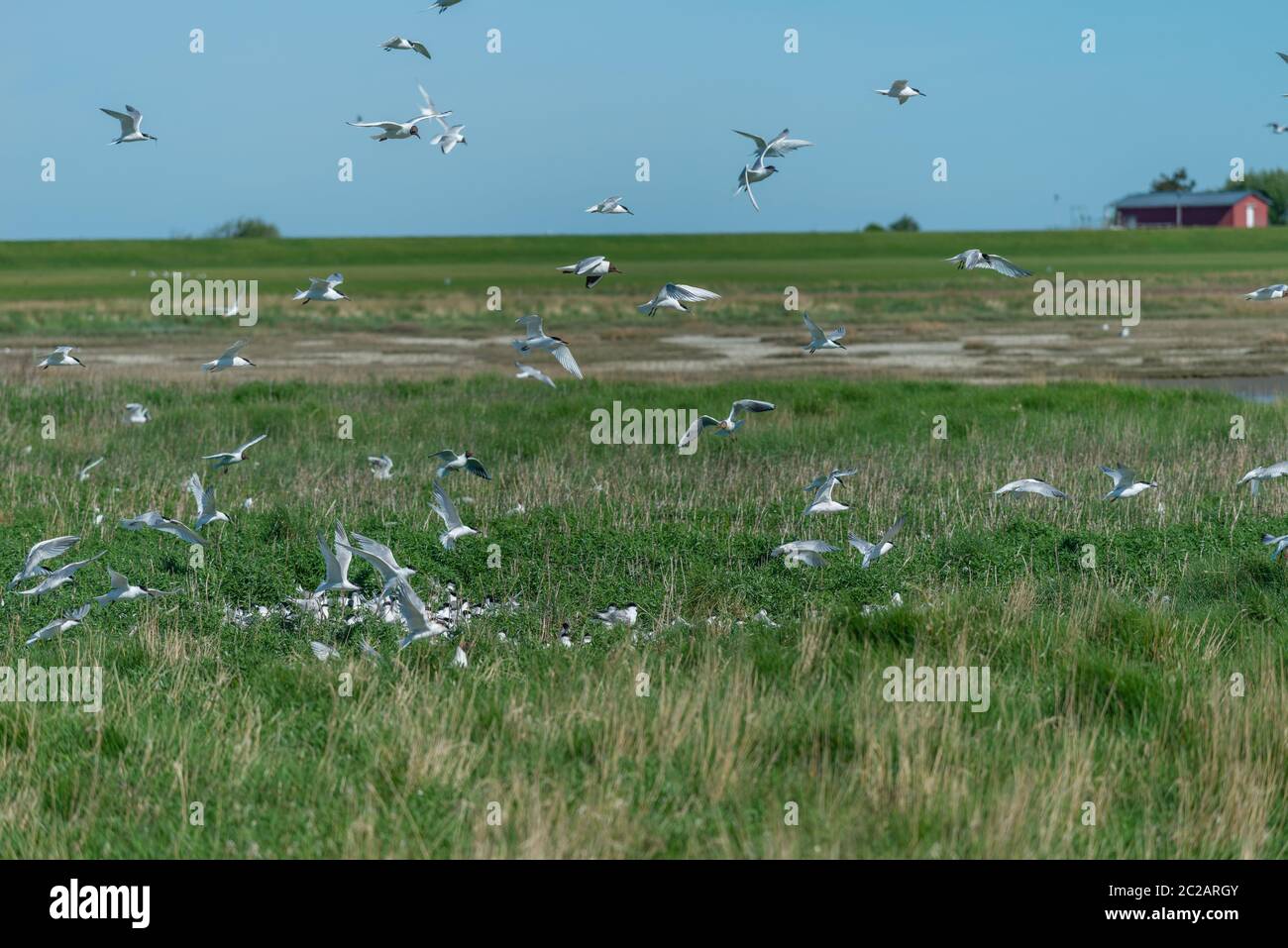 Le sterne sandwich (Sterna sandvicensis) nidificano nei prati salini dell'isola del Mare del Nord di Neuwerk, Federal Sate Hamburg, Germania, Patrimonio dell'Umanità dell'UNESCO Foto Stock