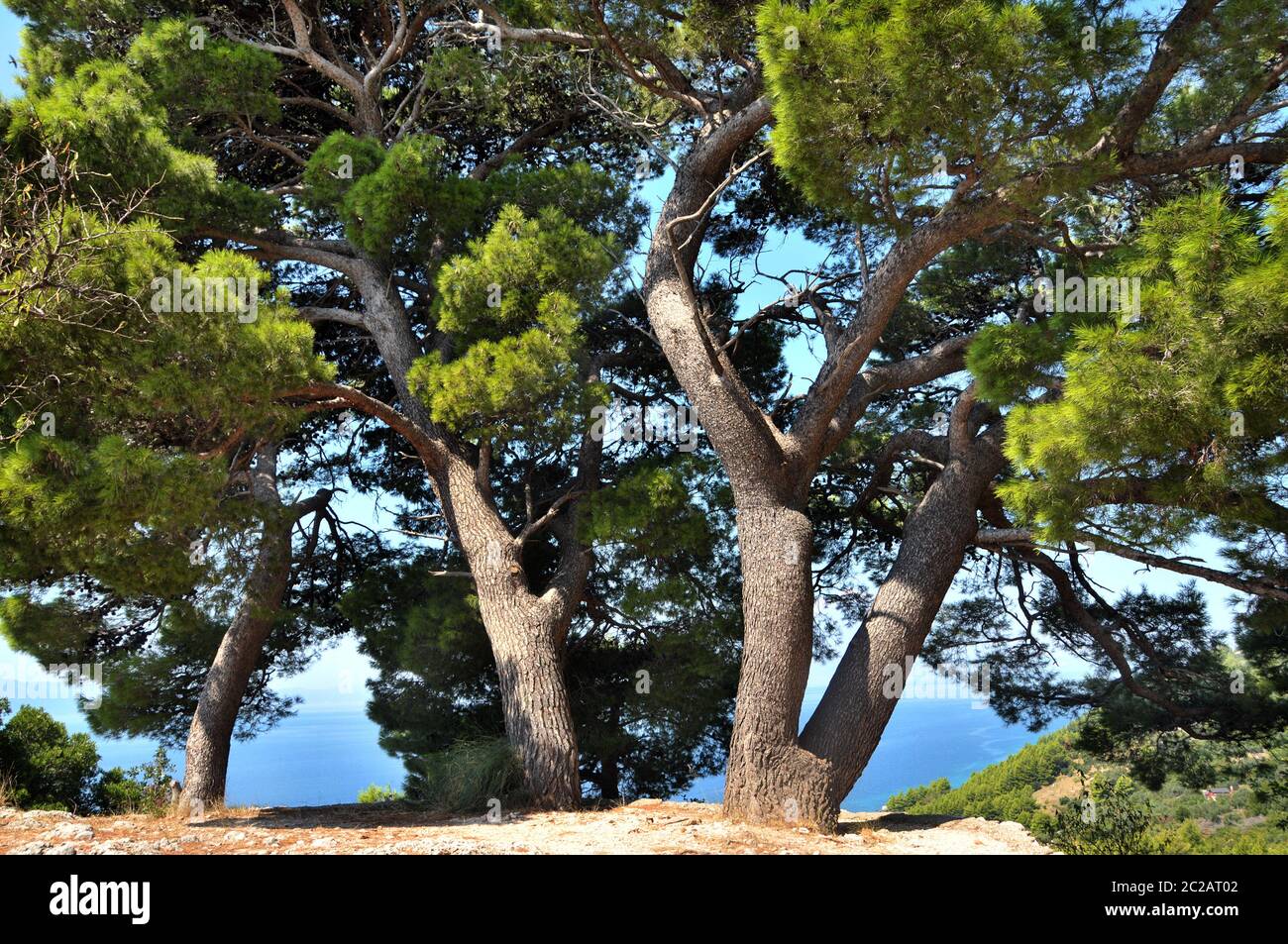Paesaggio con gruppo di alberi a Ingrane Foto Stock