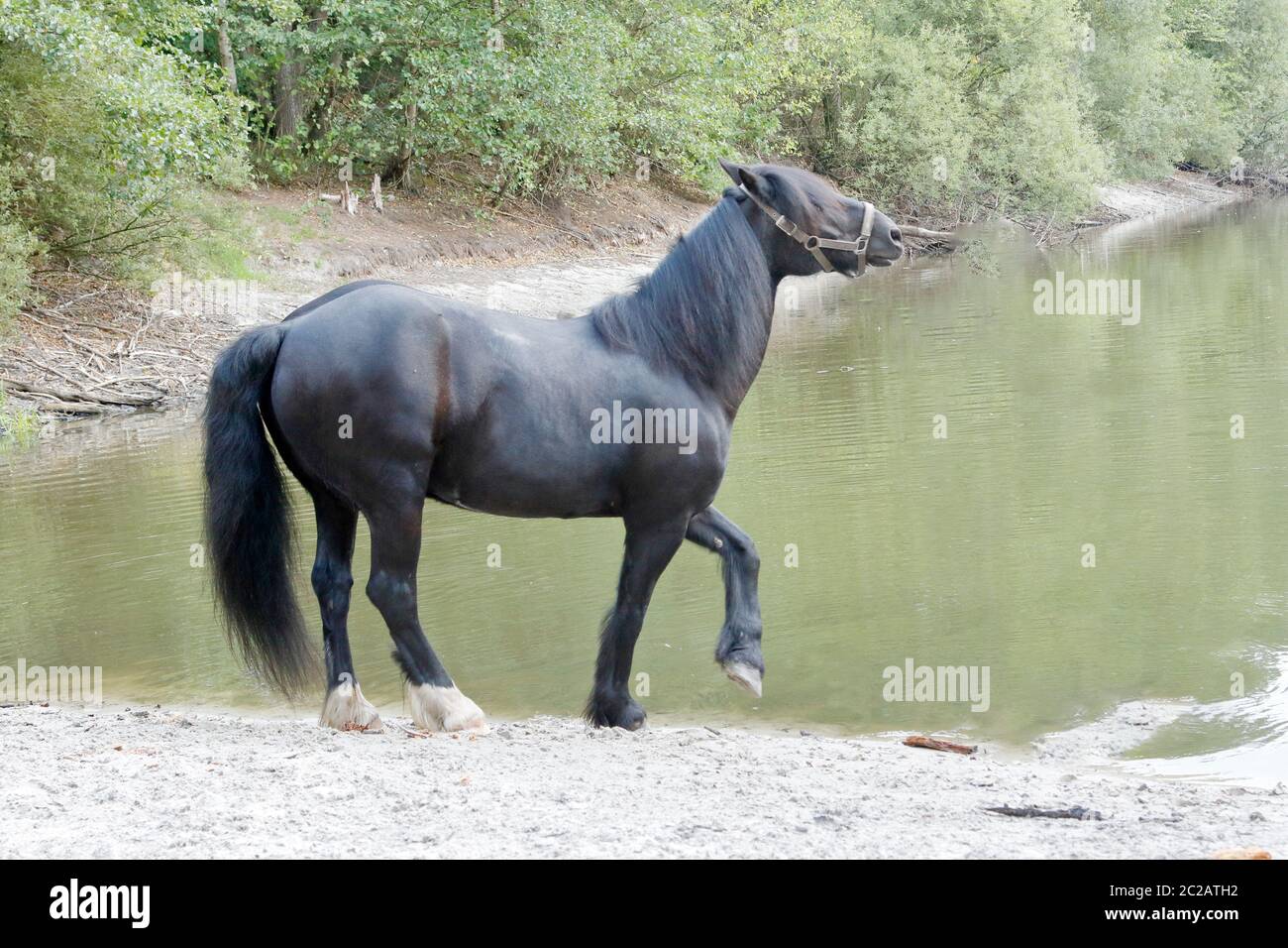 Billy, pony di Dale Foto Stock