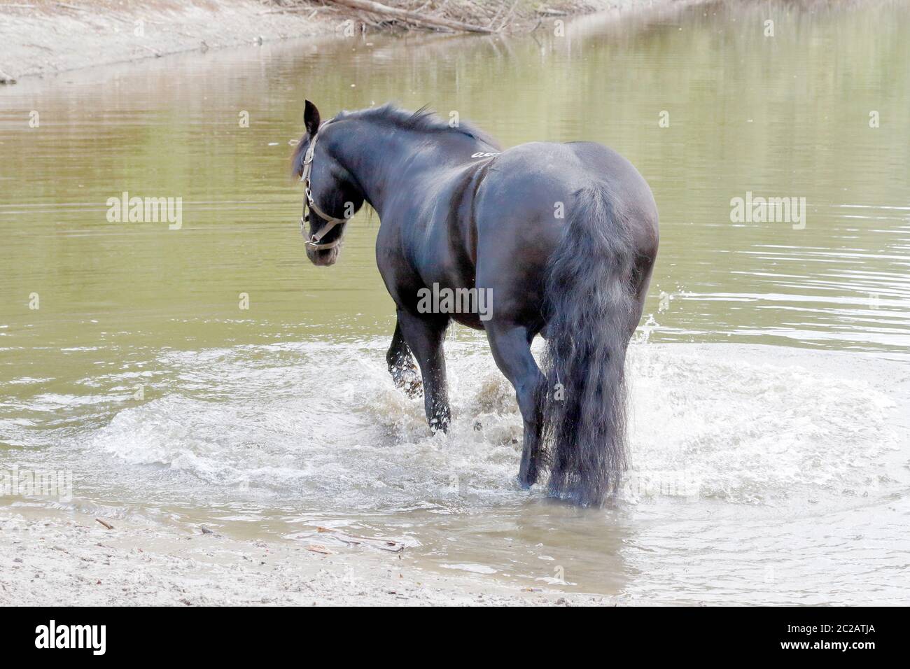 Billy, pony di Dale Foto Stock