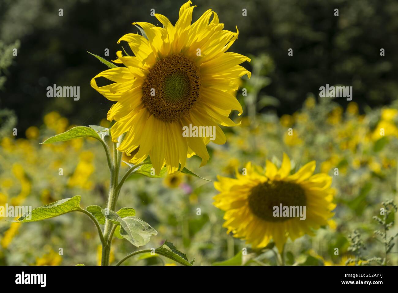 Girasole (Helianthus annuus) Foto Stock