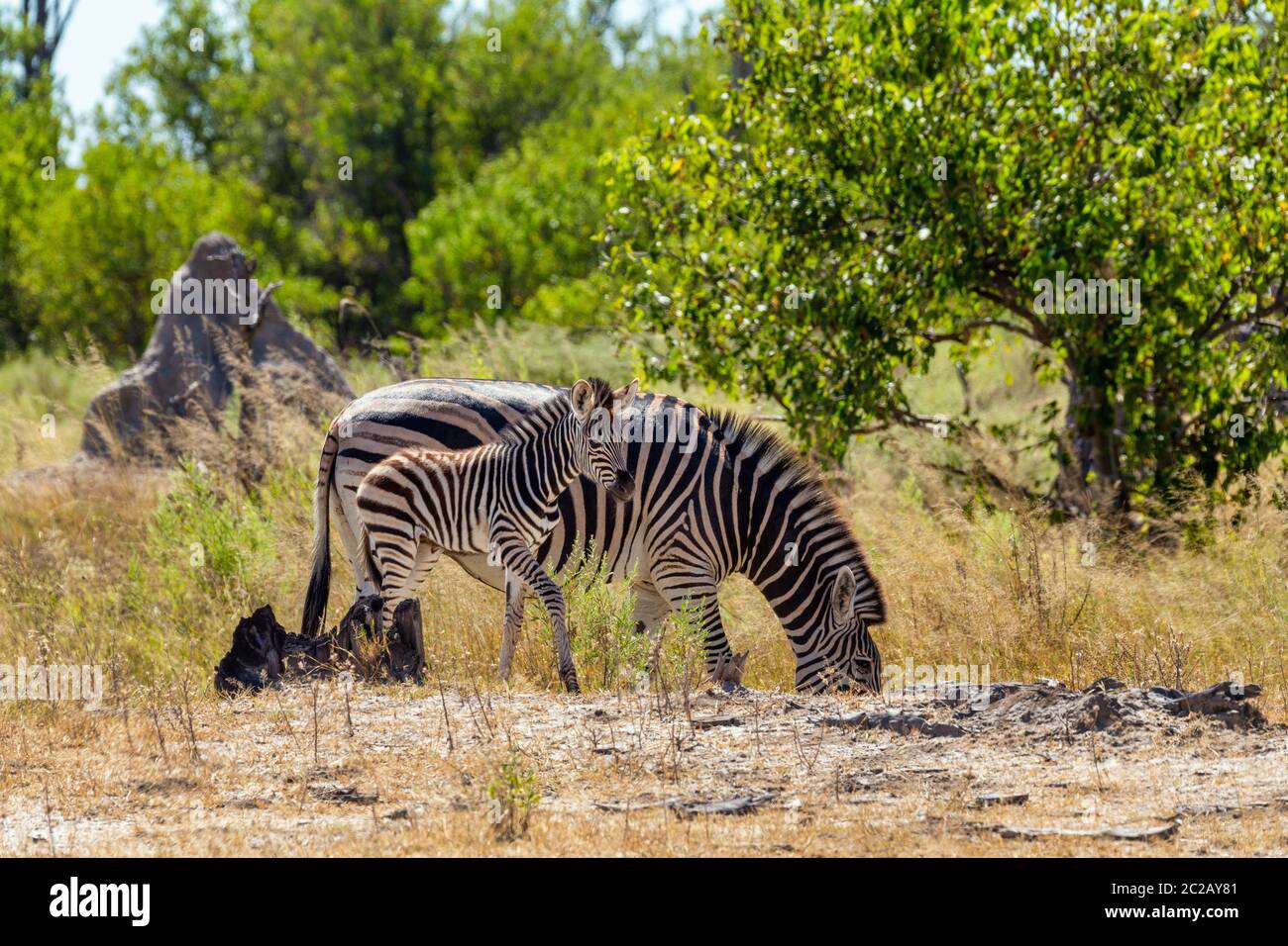 Carino il vitello di zebra con la madre nel bush africano. Moremi Game Reserve, Botswana, Africa safari wildlife Foto Stock
