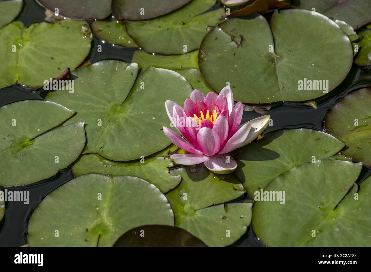 Ninfea Bianca (Nymphaea) Foto Stock