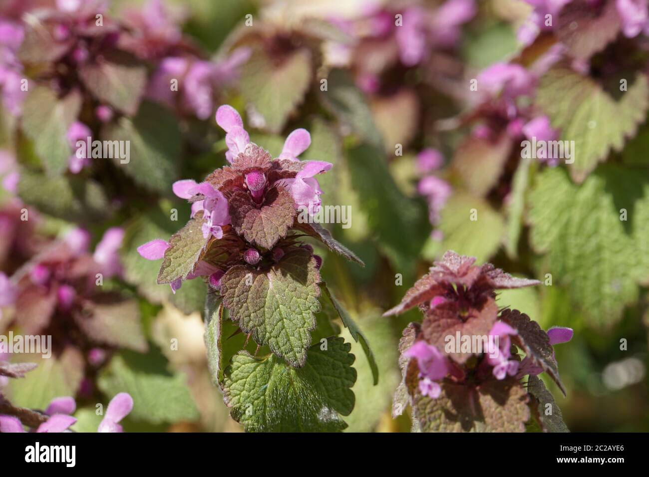 Ortica morta rossa o ortica morta viola - fiori e foglie (purpurea di Lamium) Foto Stock