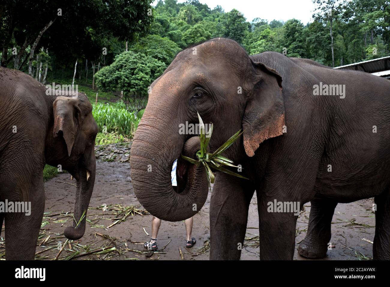 Elefanti alla Fattoria degli Elefanti di Patara, nella foresta giungla di Chang mai. Foto Stock