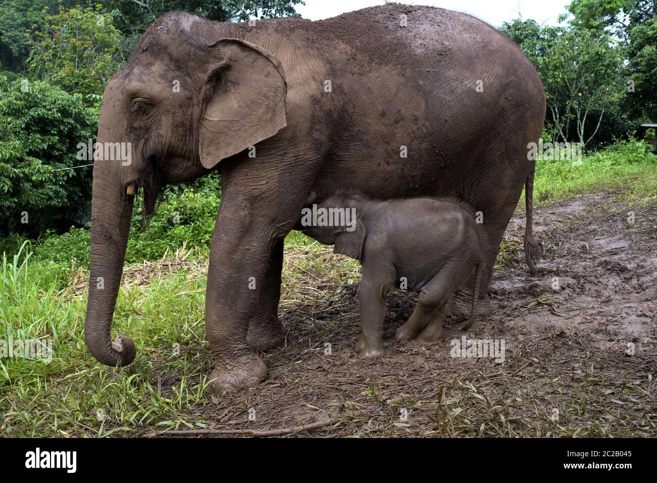 Piccolo elefante bambino con sua madre nella foresta della giungla di Chang mai, Thailandia Foto Stock