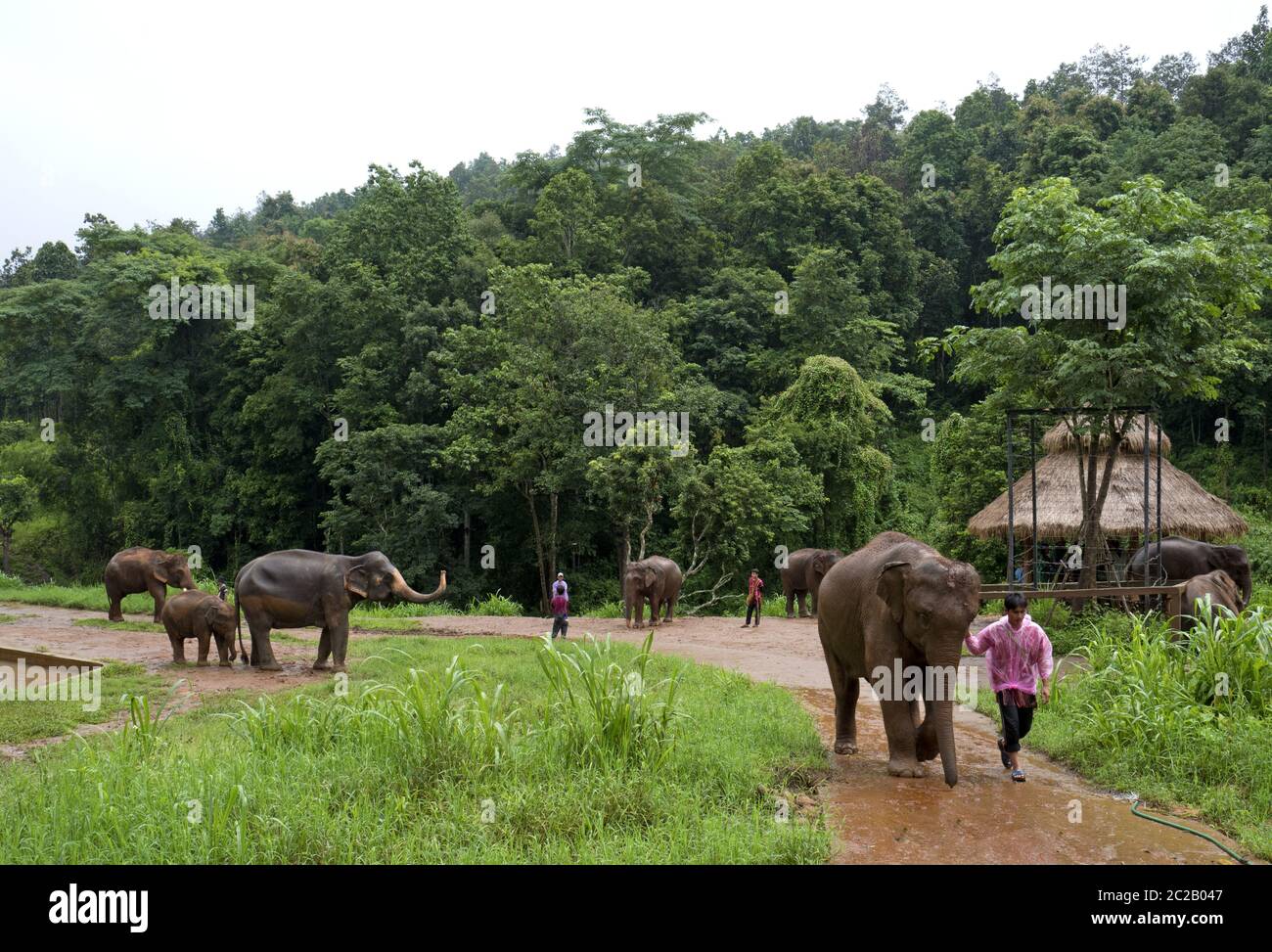 Elefanti alla Fattoria degli Elefanti di Patara, nella foresta giungla di Chang mai. Foto Stock