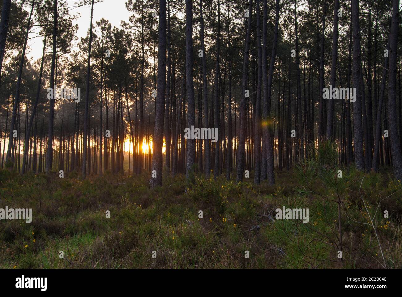 Alba tra pini nelle Landes Foto Stock