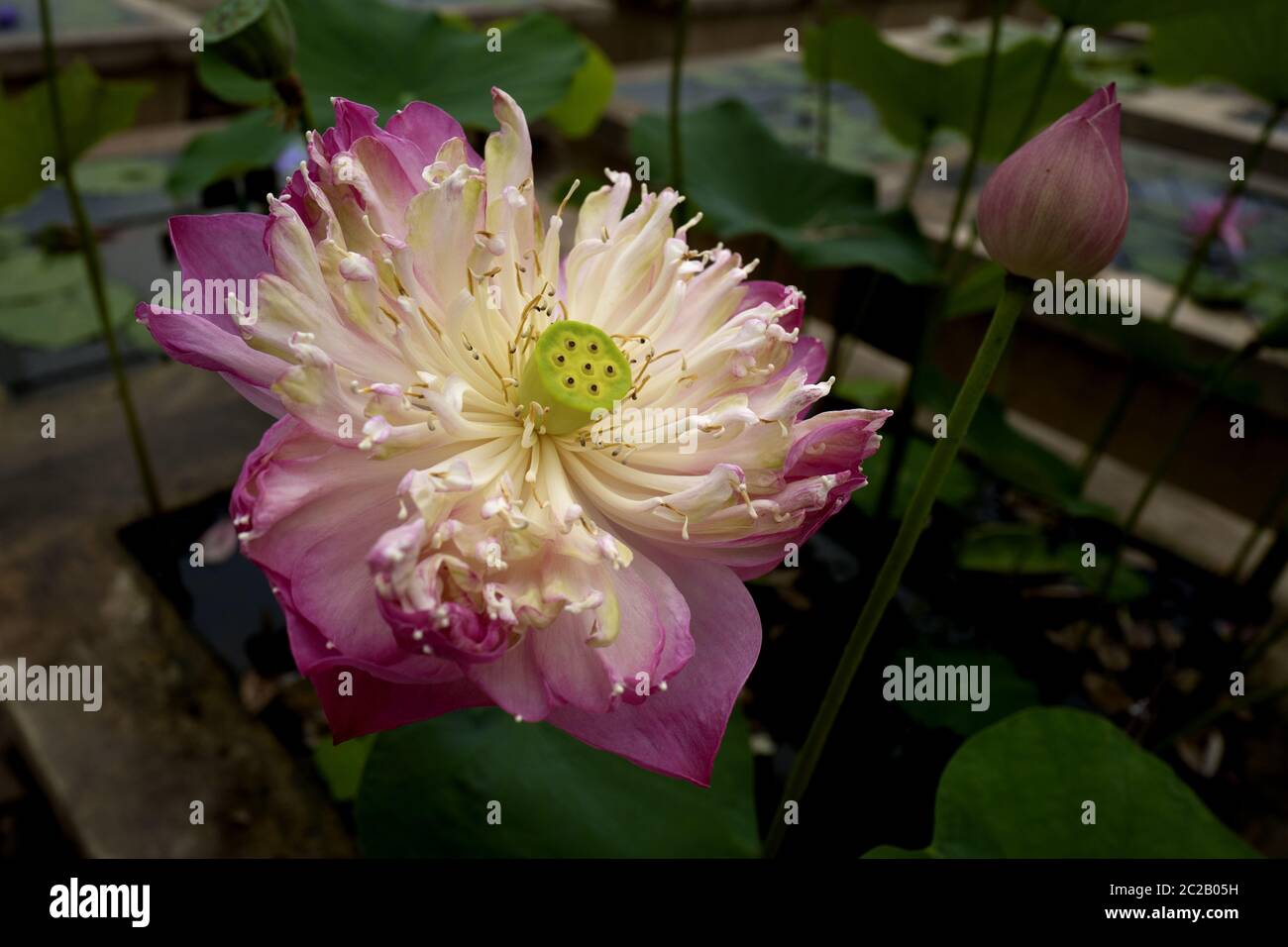 Primo piano di fiori di piante tropicali rosa, in un giardino tropicale Foto Stock