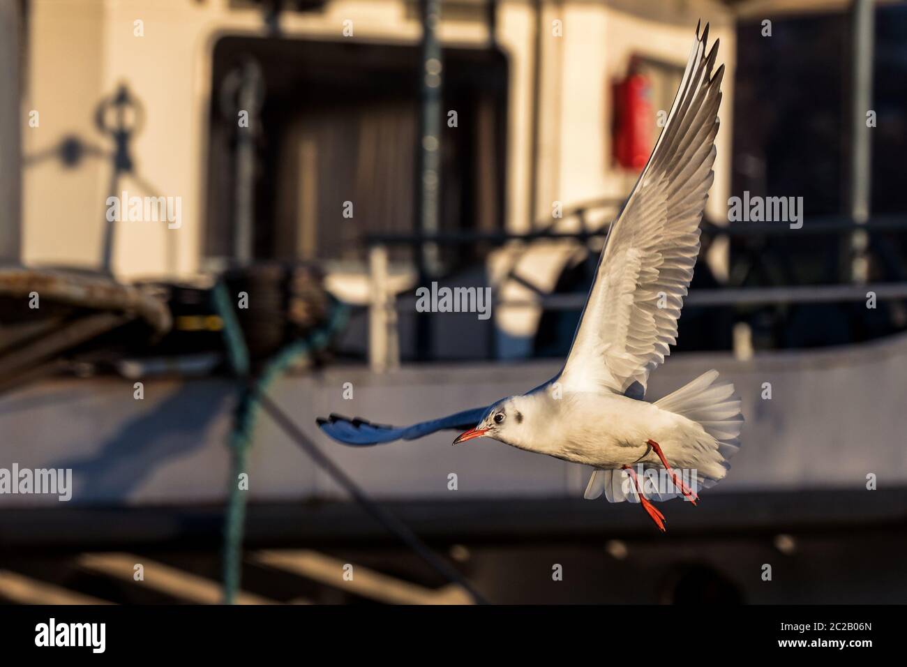 Seagull in volo Foto Stock