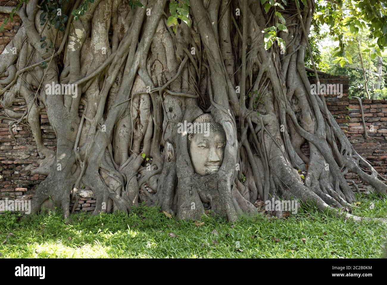 Statua della testa del Buddha incorporata sull'albero santo, presso l'antica capitale della Thailandia, oggi patrimonio dell'umanità dell'UNESCO, ad Ayutthaya. Foto Stock