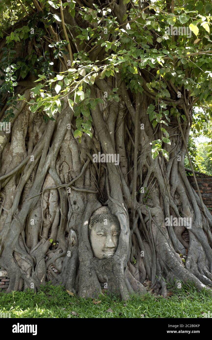 Statua della testa del Buddha incorporata sull'albero santo, presso l'antica capitale della Thailandia, oggi patrimonio dell'umanità dell'UNESCO, ad Ayutthaya. Foto Stock