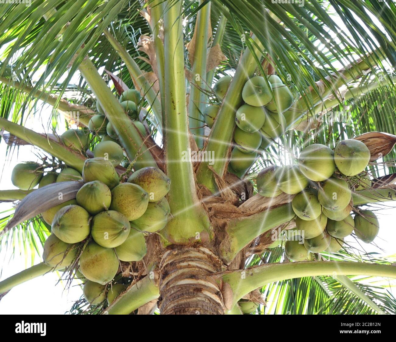 Palma da cocco. Foto Stock