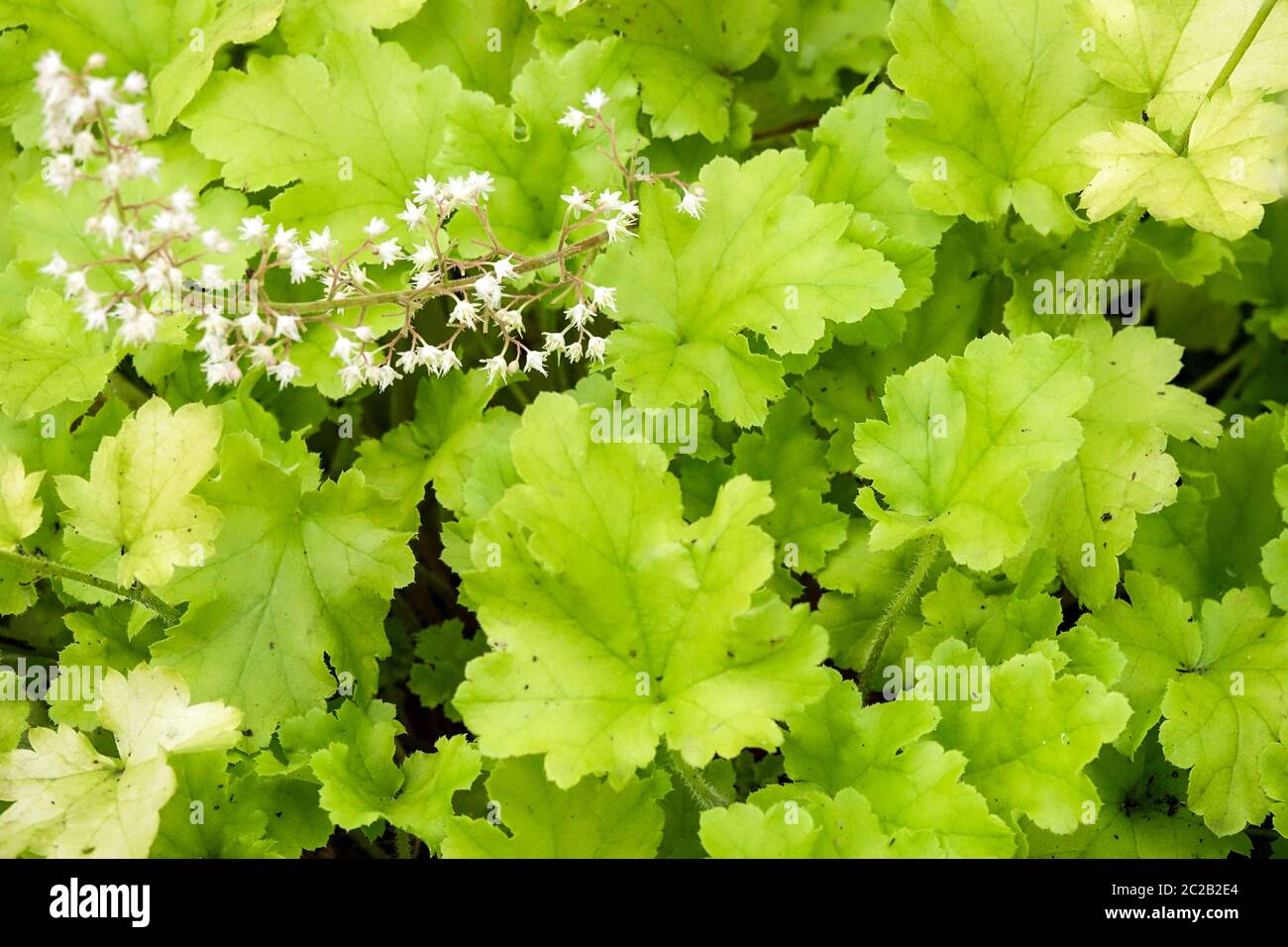 Foglie da giardino Fiore bianco Heuchera marmellata di lime foglie di Heuchera Foliage verde di lime brillante Heucheras Campane di corallo Hardy Alumroot Coralbells Alum Root Foto Stock