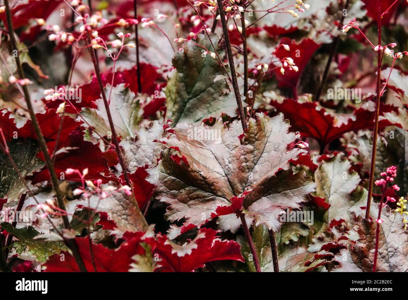 Heuchera 'Black Taffeta' Heuchera foglie scure Heucheras Black Foliage Garden Bed perenni piante Hardy giugno Campane di Corallo Alumroot Coralbells Alum Root Foto Stock