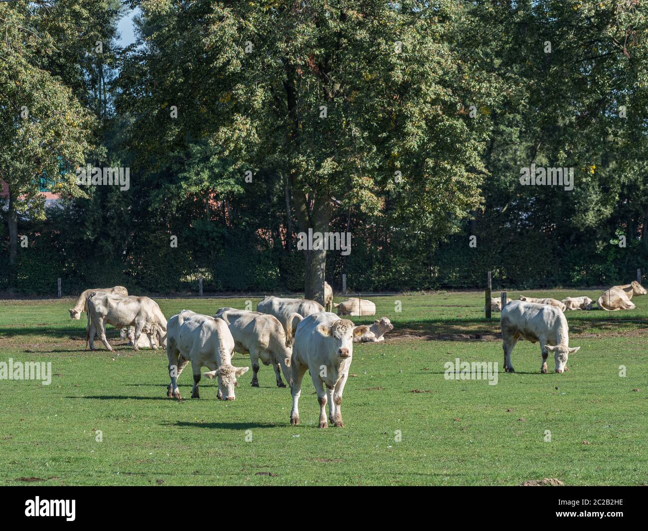 mucche nel muensterland tedesco Foto Stock