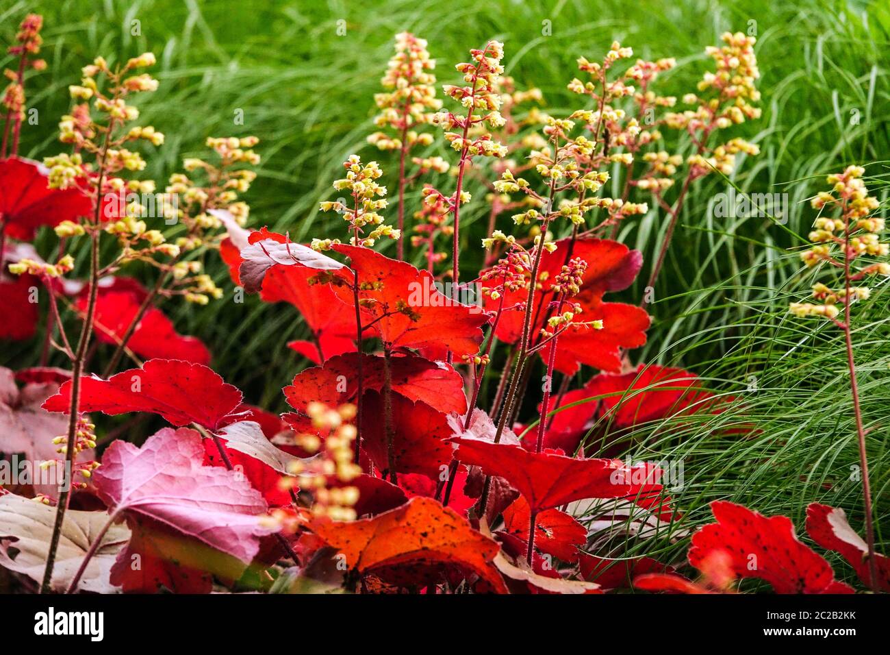 Heuchera 'Blondie' Little Cutie Series Heuchera Flowers Garden Bed Heucheras foglie rosse Heuchera Flower Plant Campane di corallo Alumroot Alum Root Foto Stock