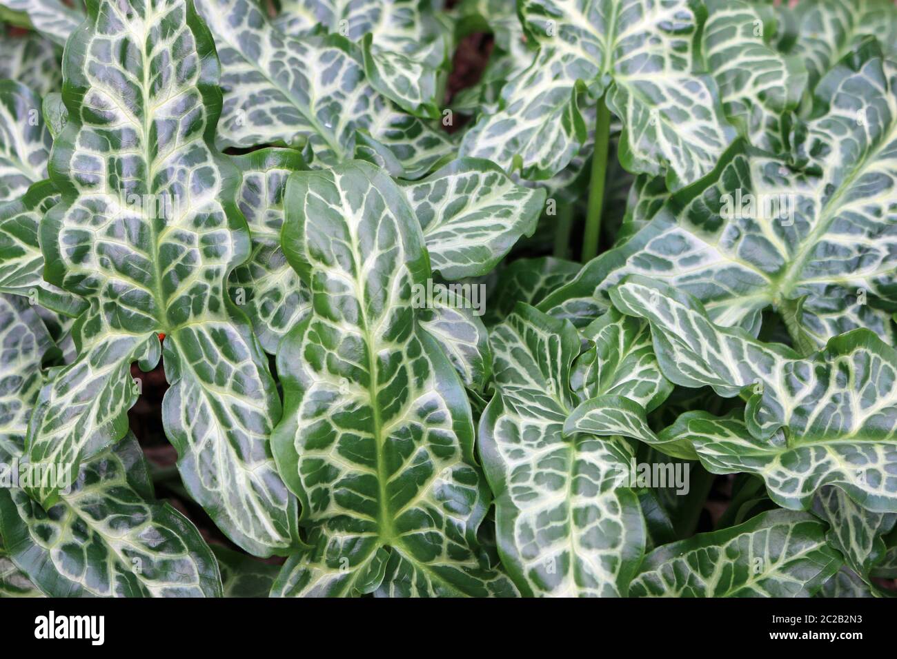 Attraente arum italiano (Arum italicum) fogliame con le vene pallidi impressionanti sulle foglie. Foto Stock