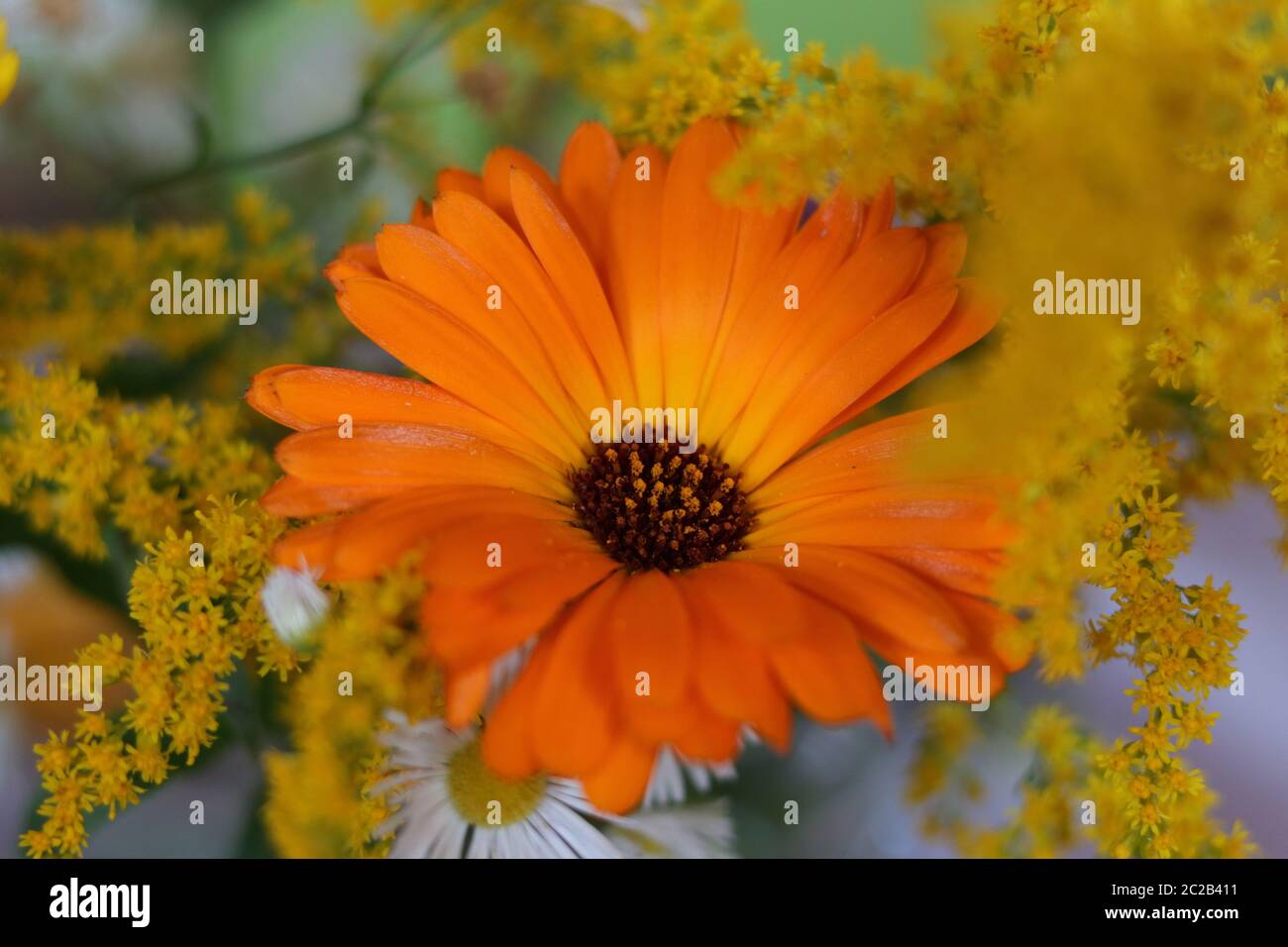 Un marigold con altre fioriture Foto Stock