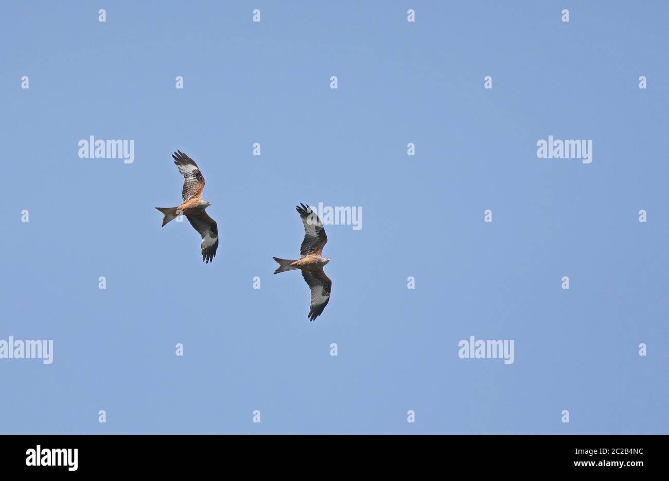 Due aquiloni rossi che volano, sotto il cielo blu Foto Stock