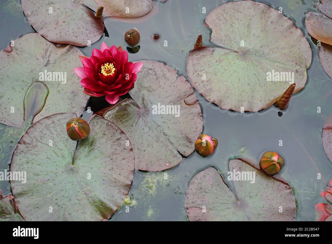 Nymphaea attrazione acqua lililililily stagno Foto Stock