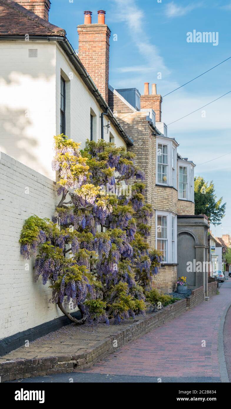 Il glicine viola in fiore, salendo per la parete di una casa nel borgo antico di Brasted, Kent, Regno Unito Foto Stock