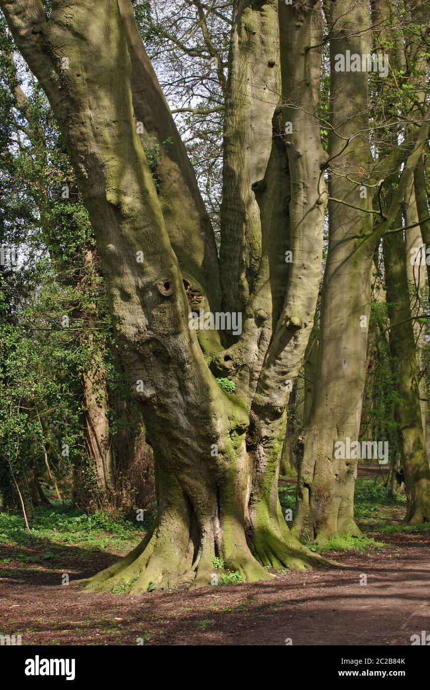 Grandi e vecchi multi-derivava tree con fori di rot e decadimento di funghi in un bosco con altri grandi alberi. Foto Stock