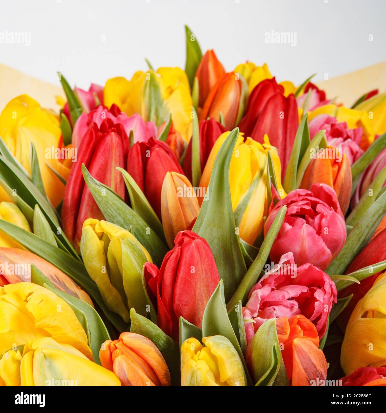 Primo piano di tulipano arancione con tulipani gialli e rossi. Fiore  primavera bouquet sfondo Foto stock - Alamy