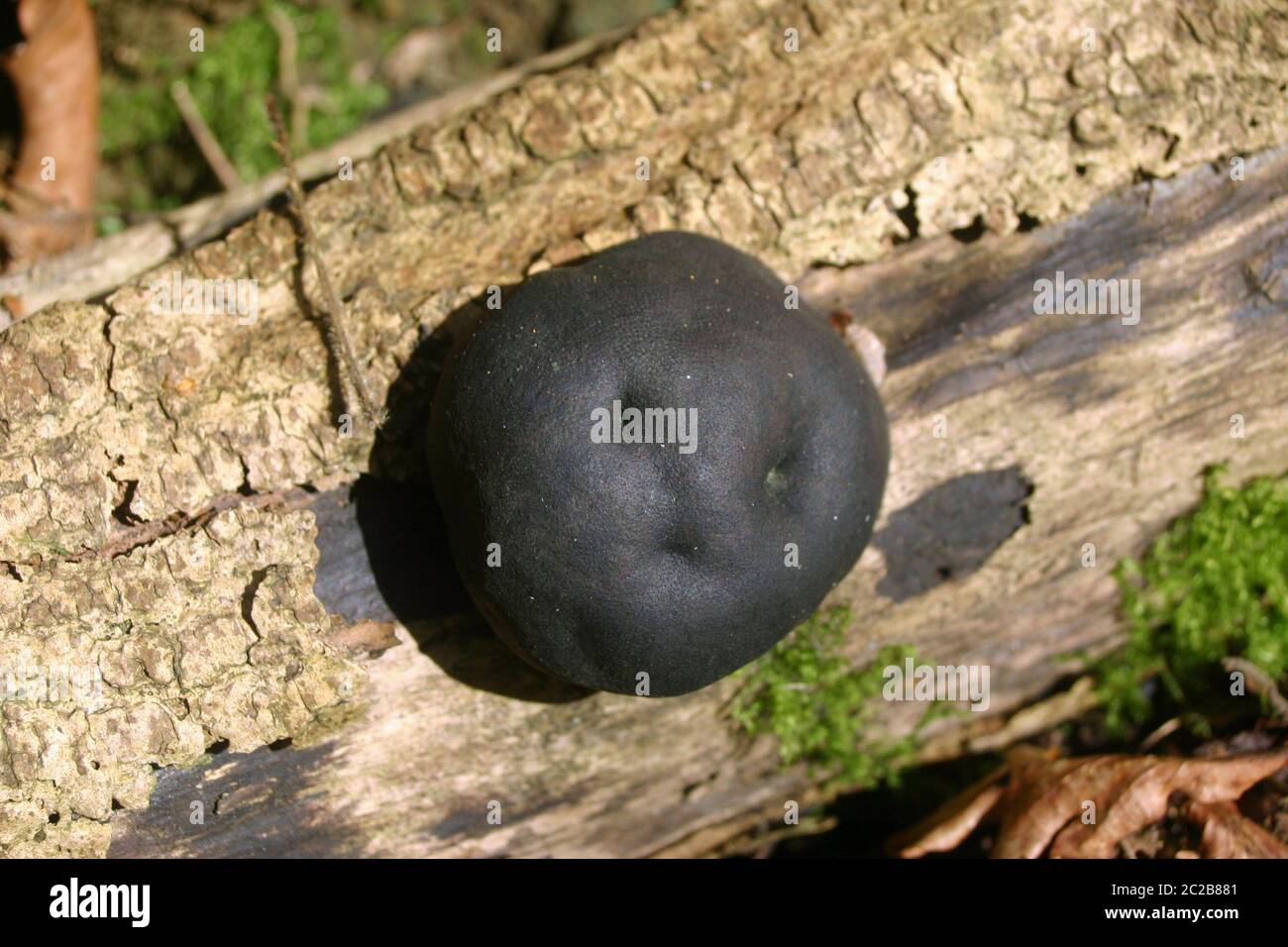 King Alfred torte del fungo (Daldinia concentrica) noto anche come crampi palle su legno morto con corteccia e foglie e moss in background. Foto Stock