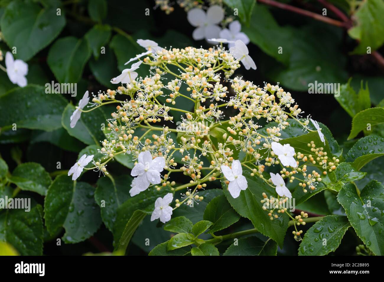 Hydrangea petiolaris, hydrangea di arrampicata Foto Stock