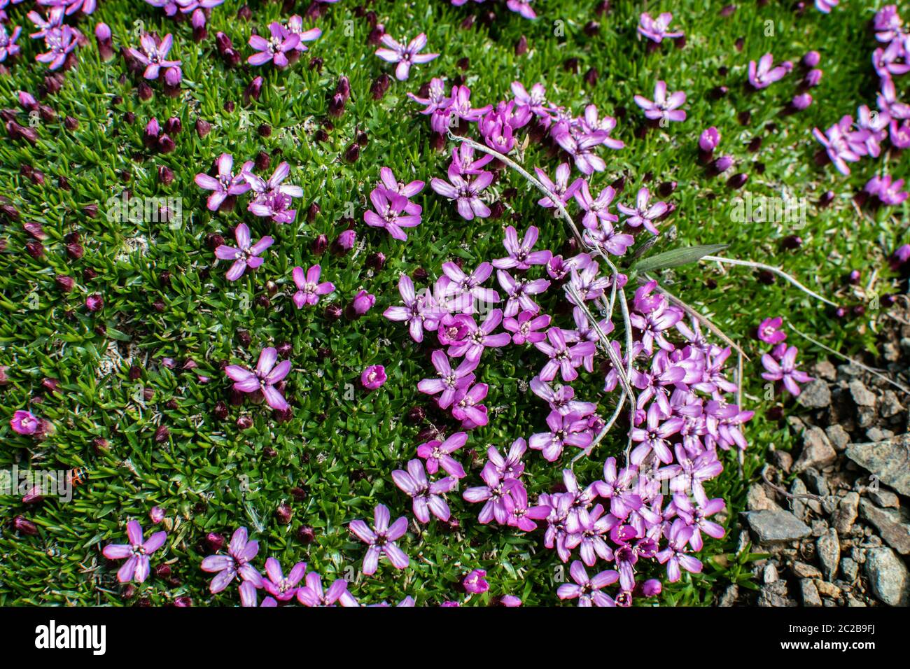 Silene Apaulis prospera sulle pendici rocciose di montagna Foto Stock