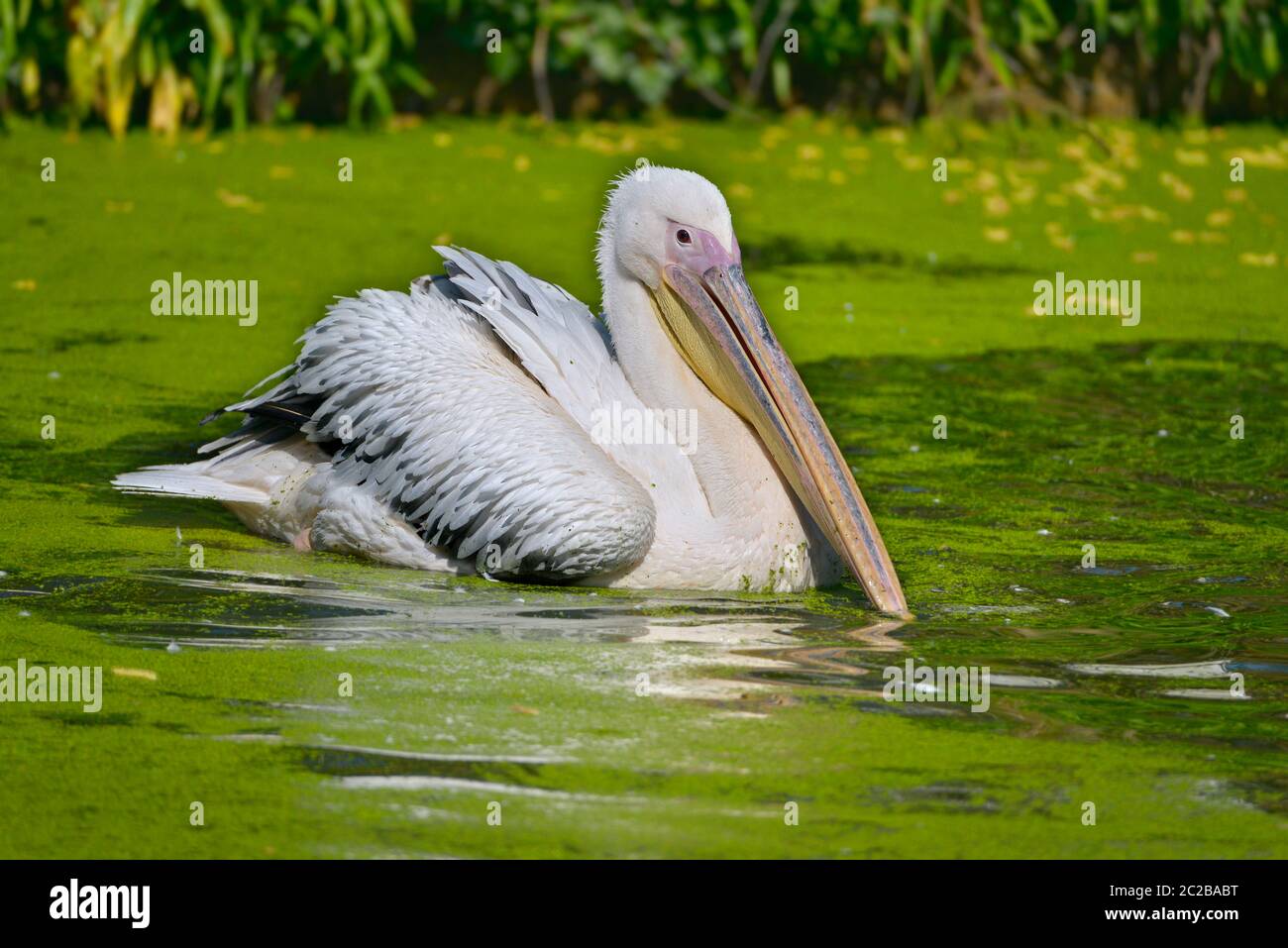 Pellicano bianco sull'acqua Foto Stock