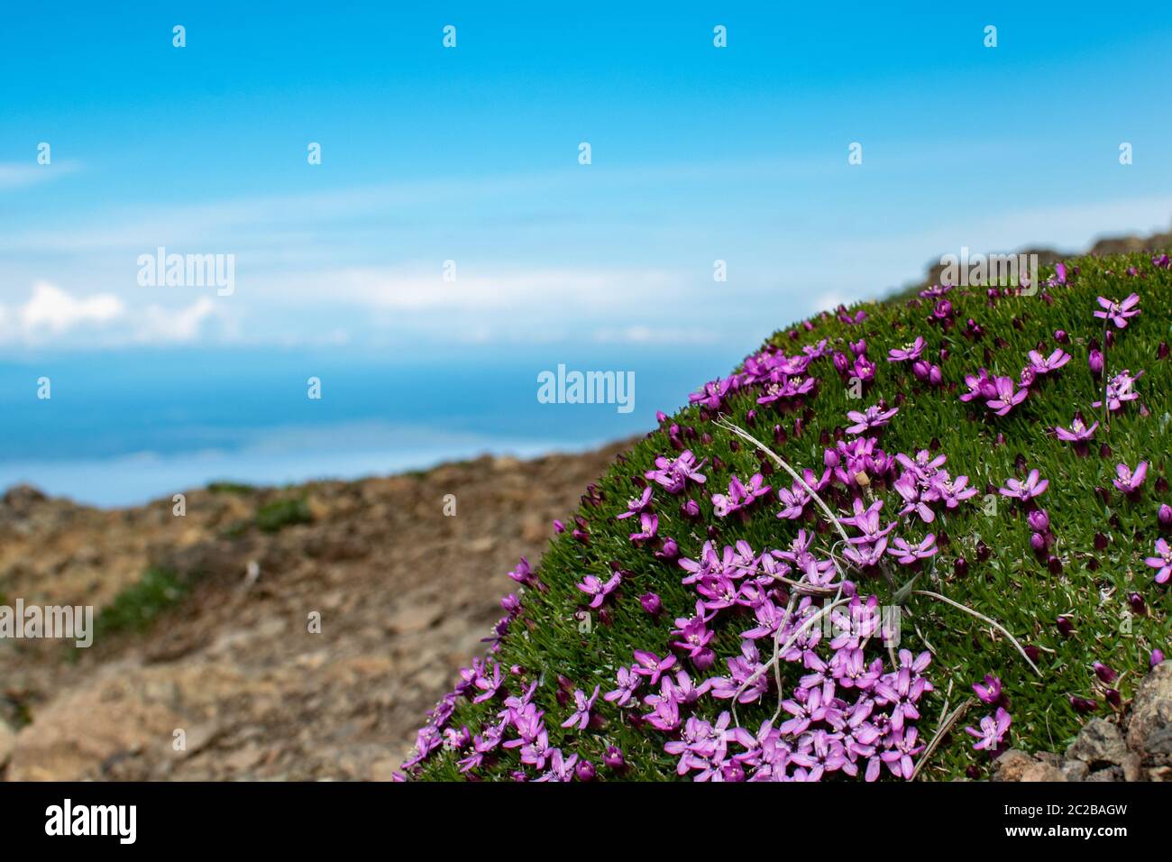 Silene acaulis fiorente sulle pendici del Monte Gordon Lione Foto Stock