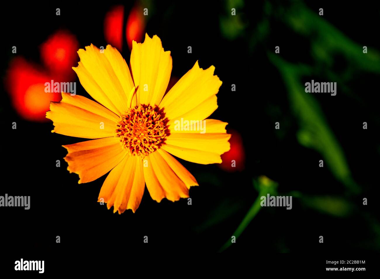 Cosmos bipinnatus, comunemente chiamata il giardino cosmo o messicano aster Foto Stock