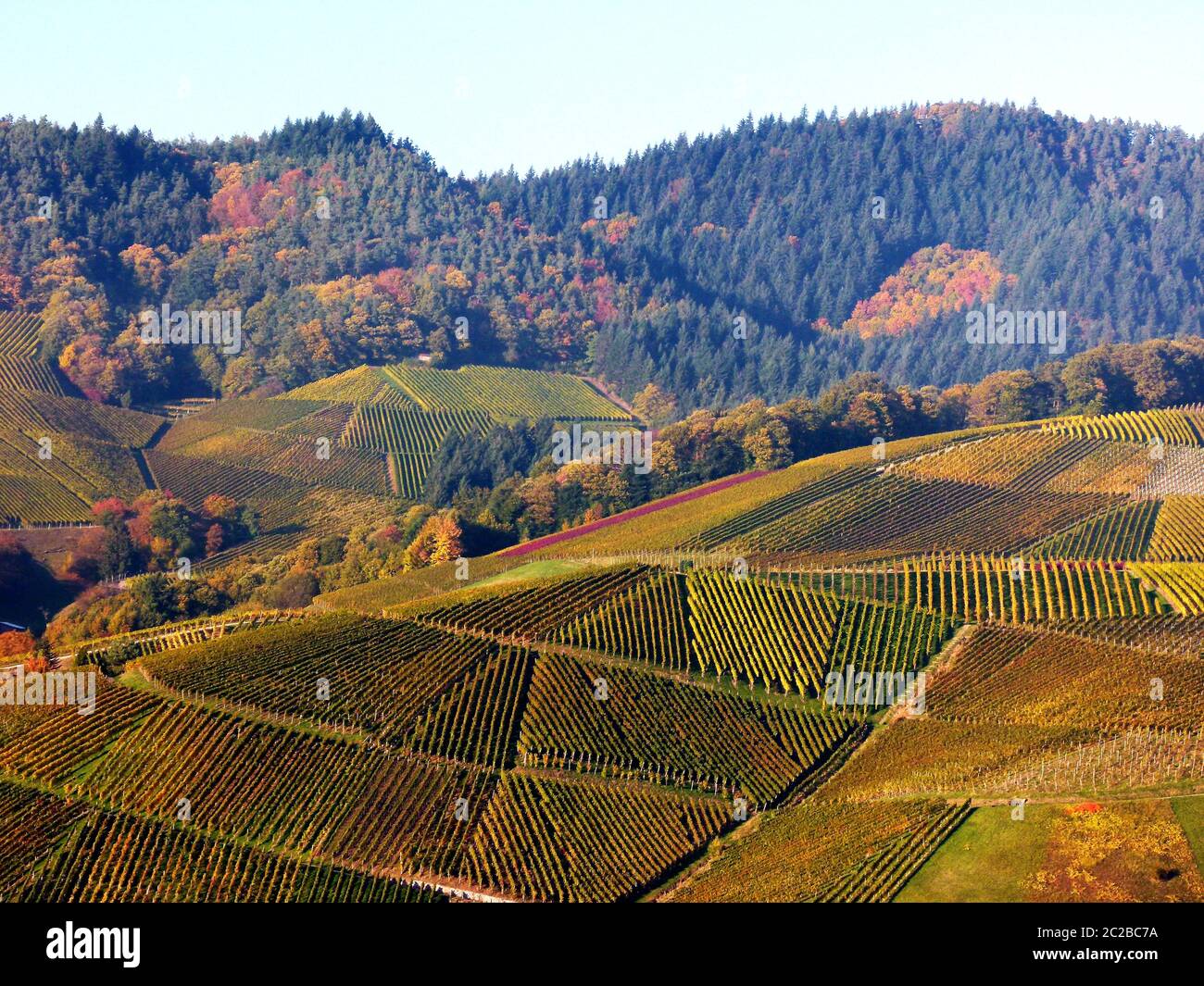 Paesaggio della germania meridionale con vigneto in colori autunnali e foresta d'autunno sullo sfondo Foto Stock