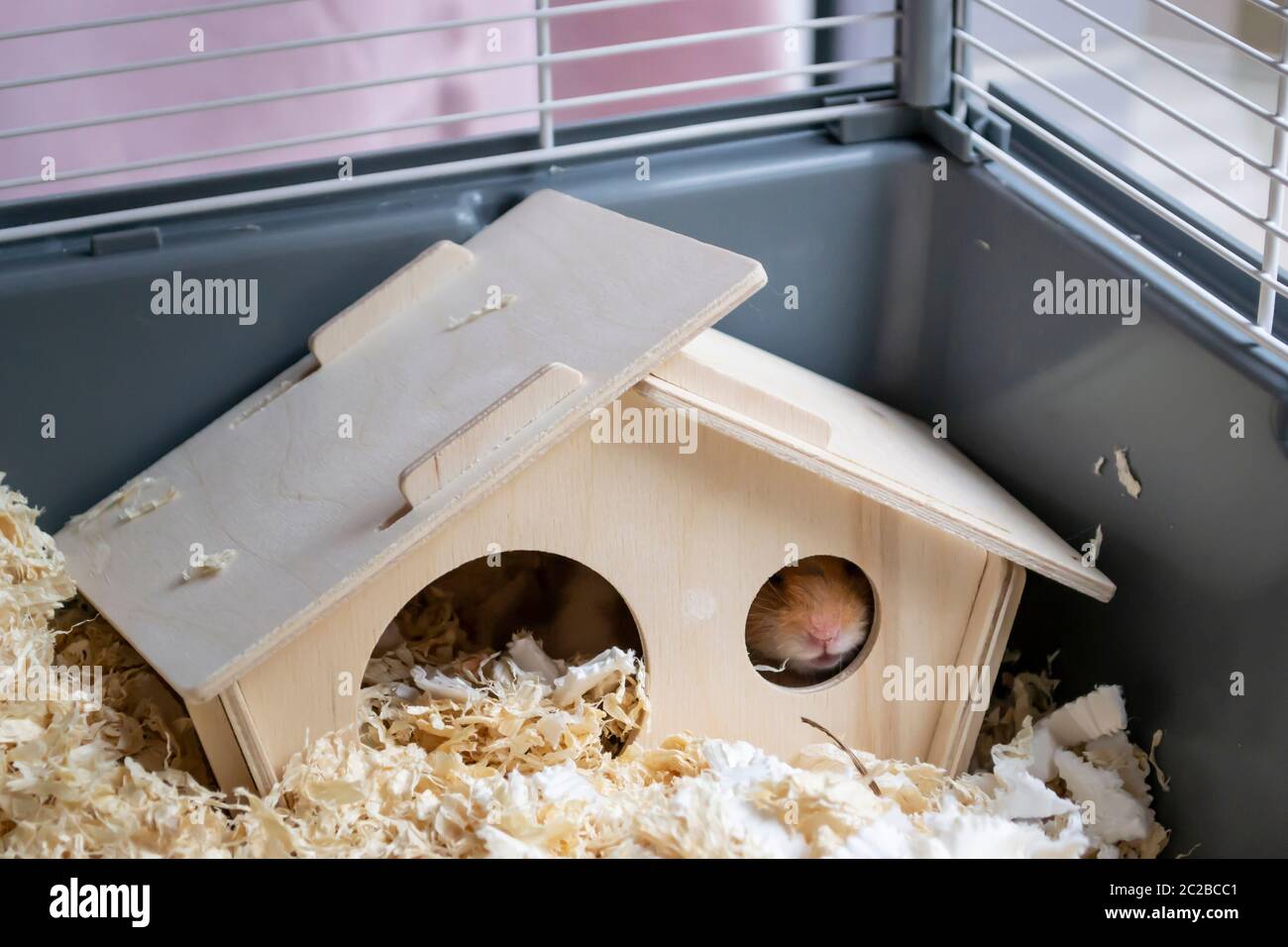 Sonnolento criceto siriano che pica naso attraverso la finestra della casa di legno loro gabbia Foto Stock