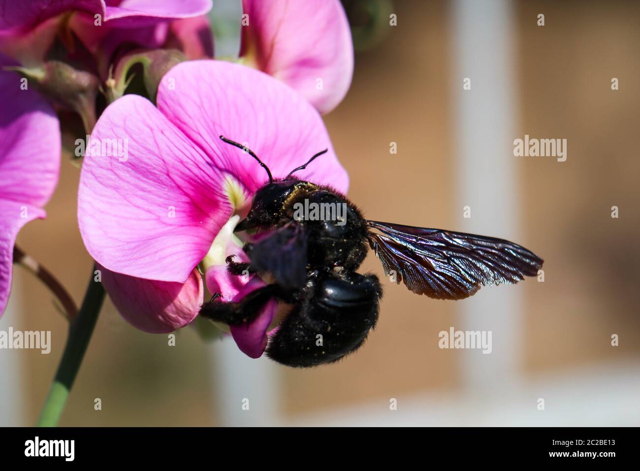 Un primo piano di un'ape, insetto su una pianta Foto Stock