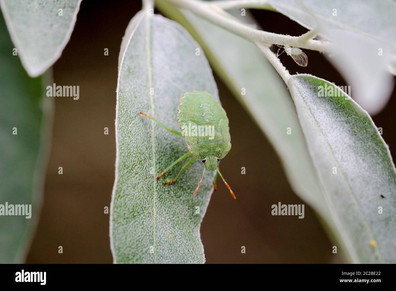 Un bug o beetle su un impianto Foto Stock