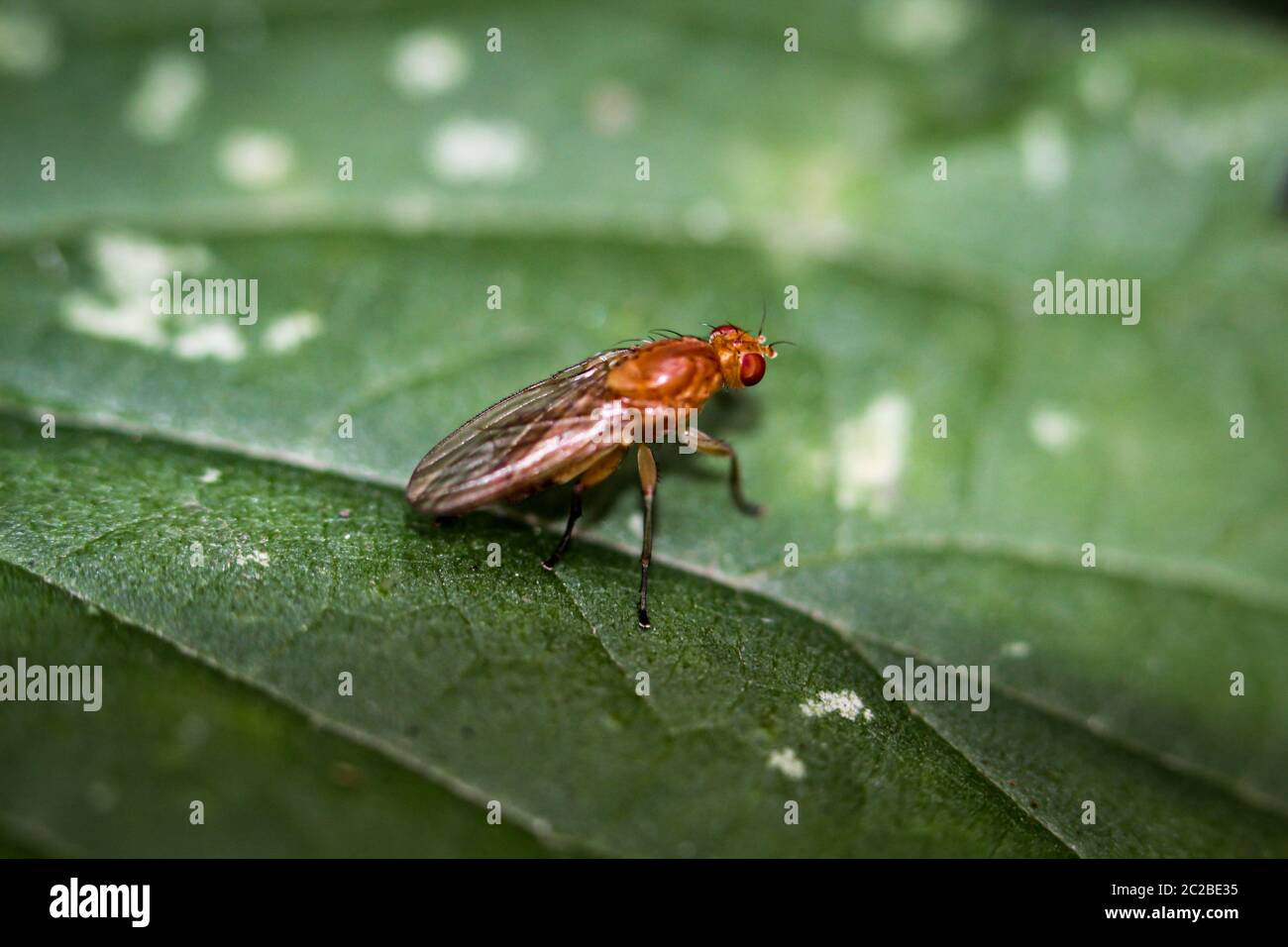 Si tratta di un volo su un impianto Foto Stock