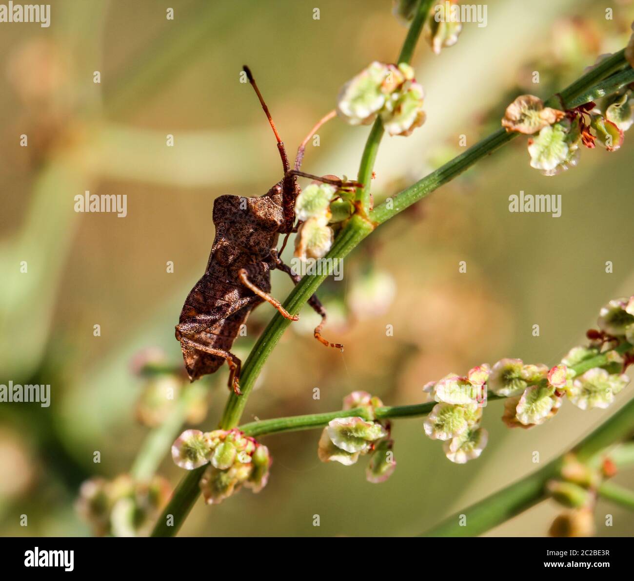 Un bug o beetle su un impianto Foto Stock