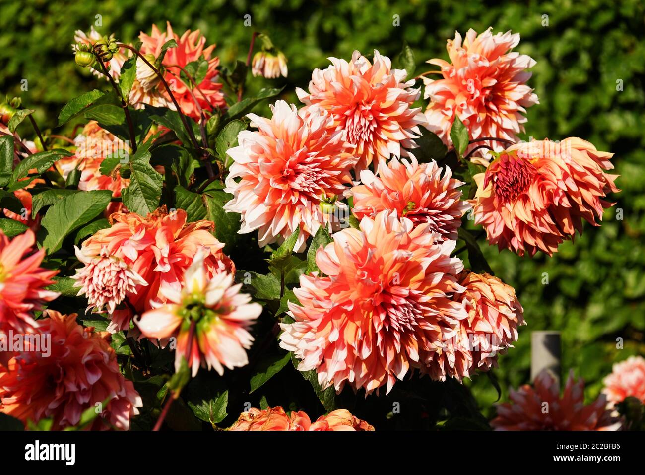 Bella dahlia fiore in un giardino botanico in estate Foto Stock