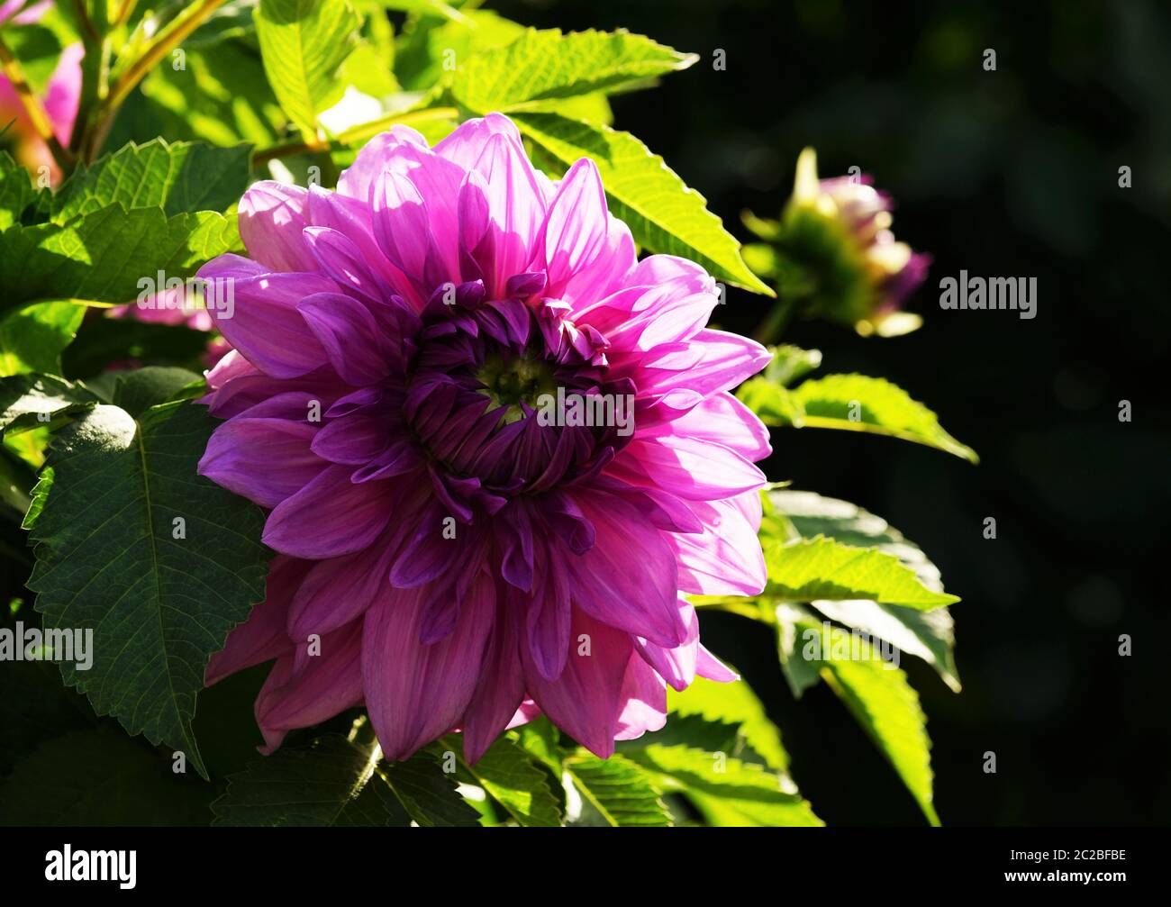 Bella dahlia fiore in un giardino botanico in estate Foto Stock