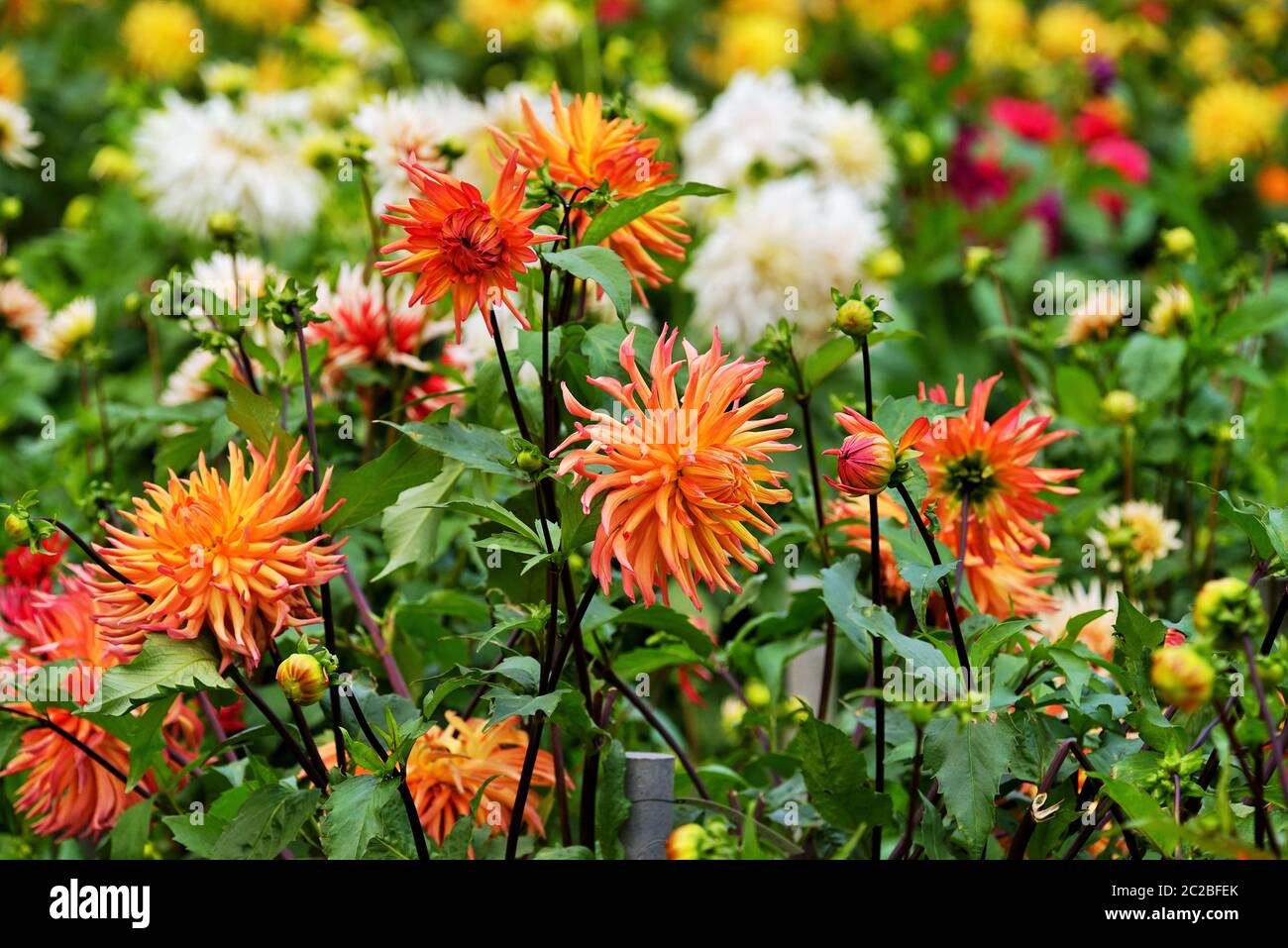 Bella dahlia fiore in un giardino botanico in estate Foto Stock