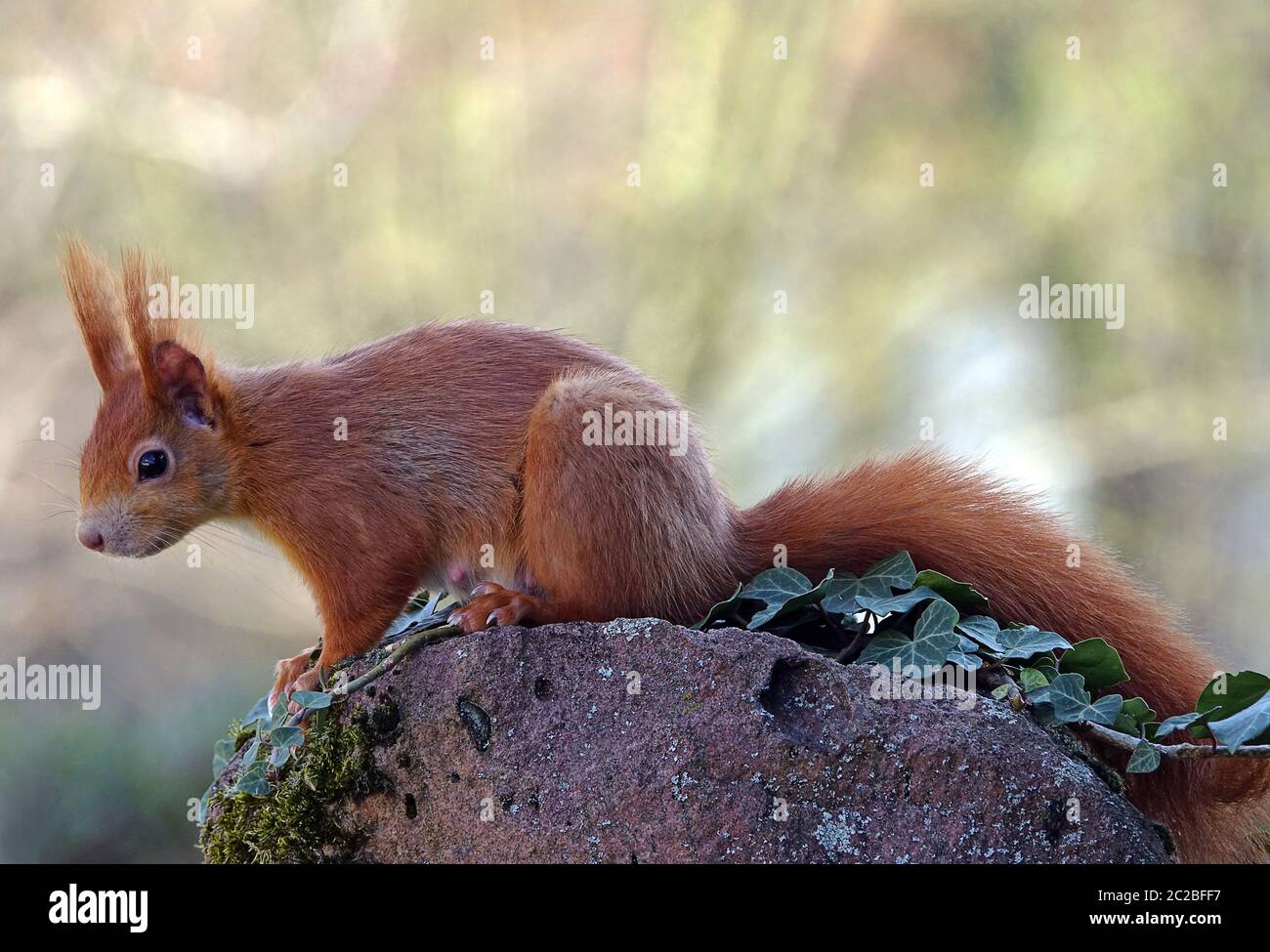 Teleaufnahme Robin Erithacus rubecula Foto Stock