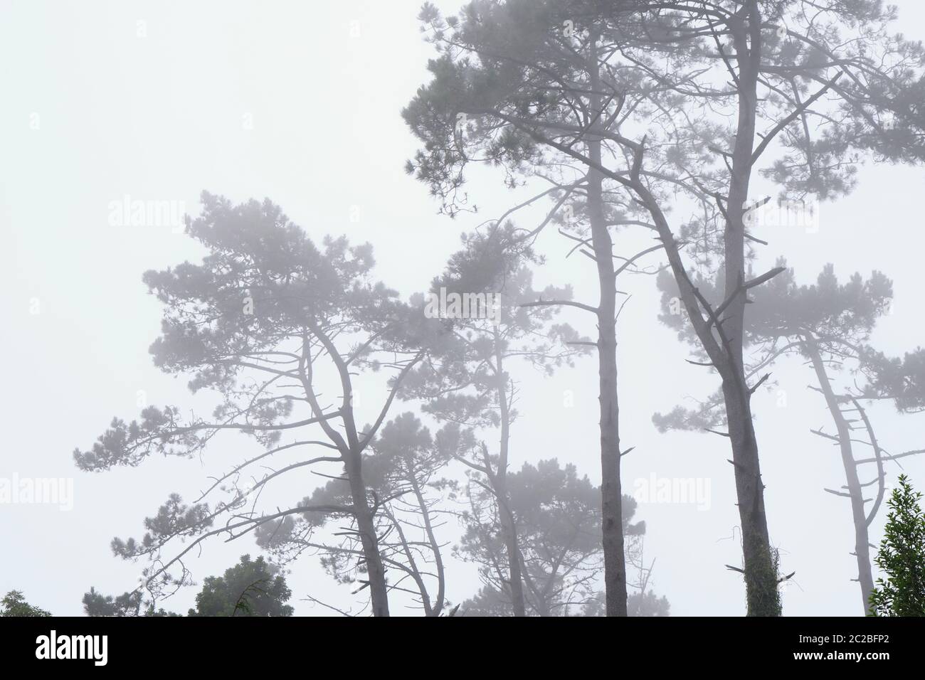 Alberi sulla montagna in una giornata nebbiosa. Sintra Cascais Parco Naturale, un sito Patrimonio dell'Umanità dell'UNESCO. Portogallo Foto Stock