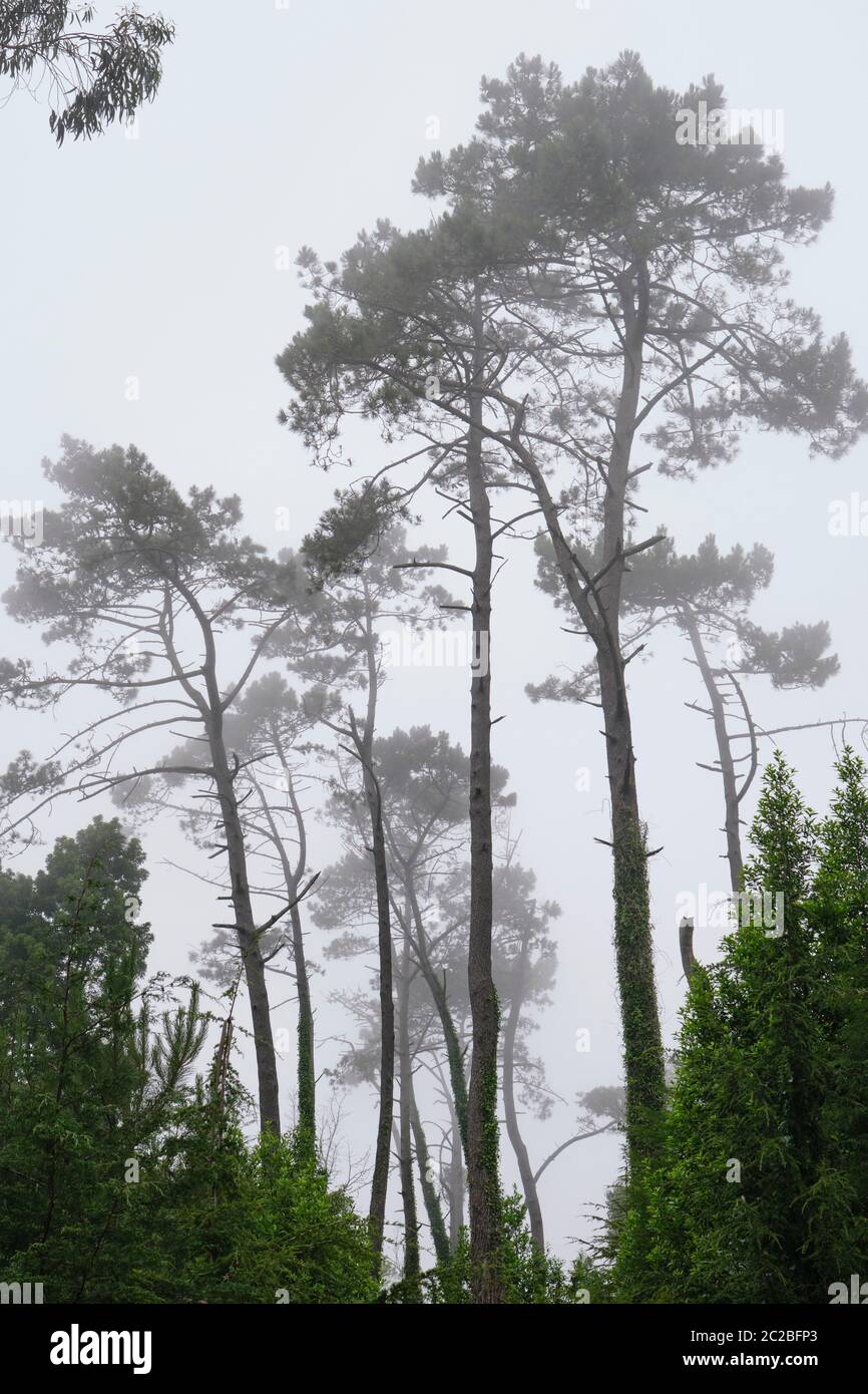 Alberi sulla montagna in una giornata nebbiosa. Sintra Cascais Parco Naturale, un sito Patrimonio dell'Umanità dell'UNESCO. Portogallo Foto Stock