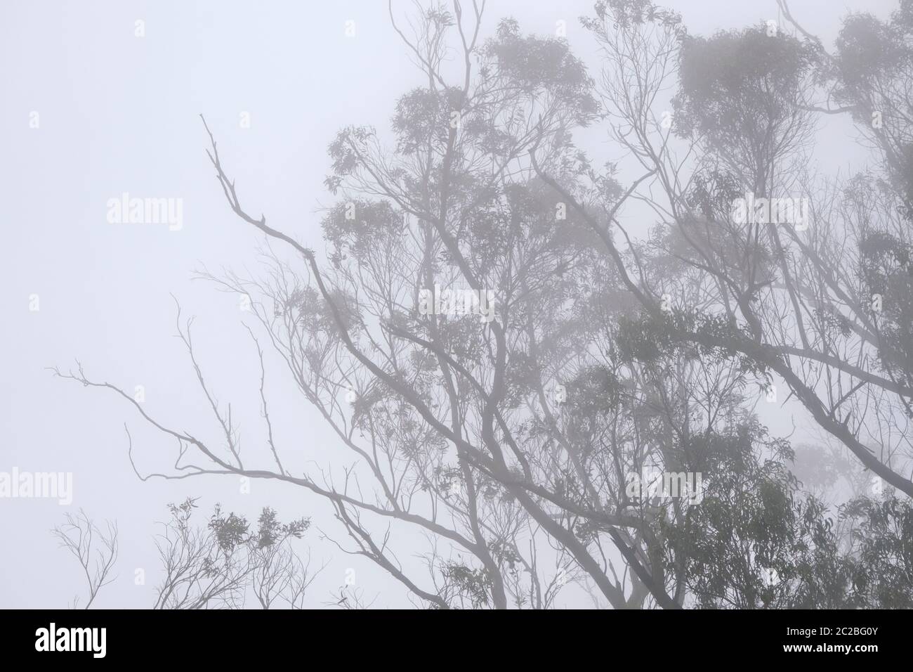 Alberi sulla montagna in una giornata nebbiosa. Sintra Cascais Parco Naturale, un sito Patrimonio dell'Umanità dell'UNESCO. Portogallo Foto Stock