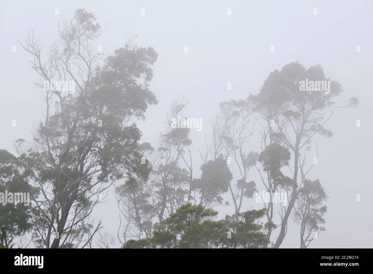 Alberi sulla montagna in una giornata nebbiosa. Sintra Cascais Parco Naturale, un sito Patrimonio dell'Umanità dell'UNESCO. Portogallo Foto Stock