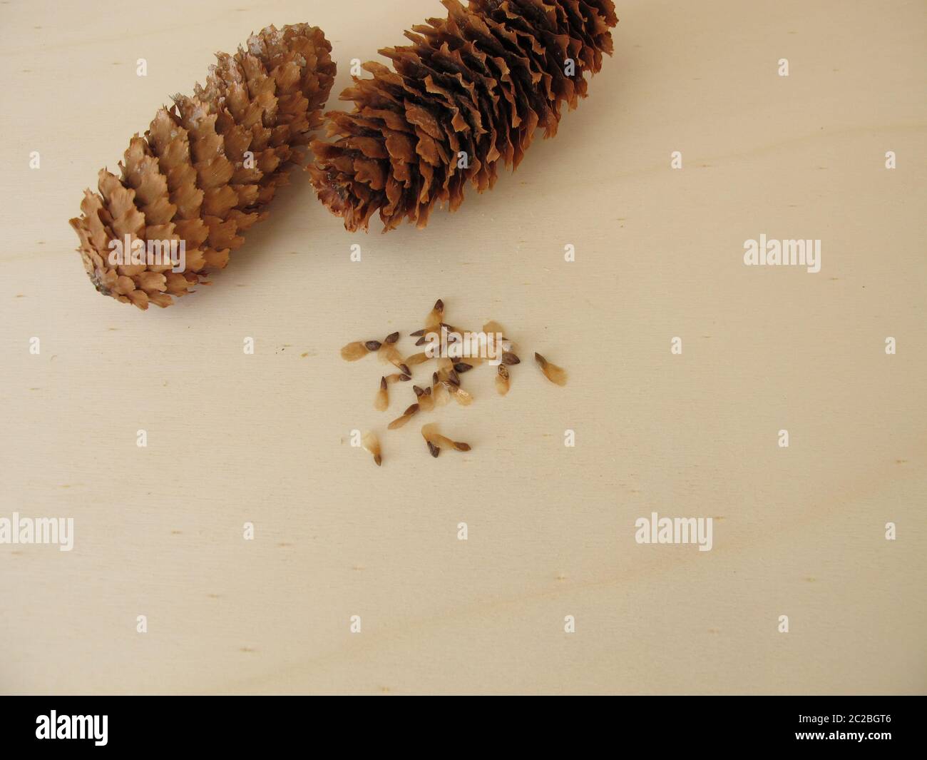 Coni e semi di abete blu su tavola di legno Foto stock - Alamy